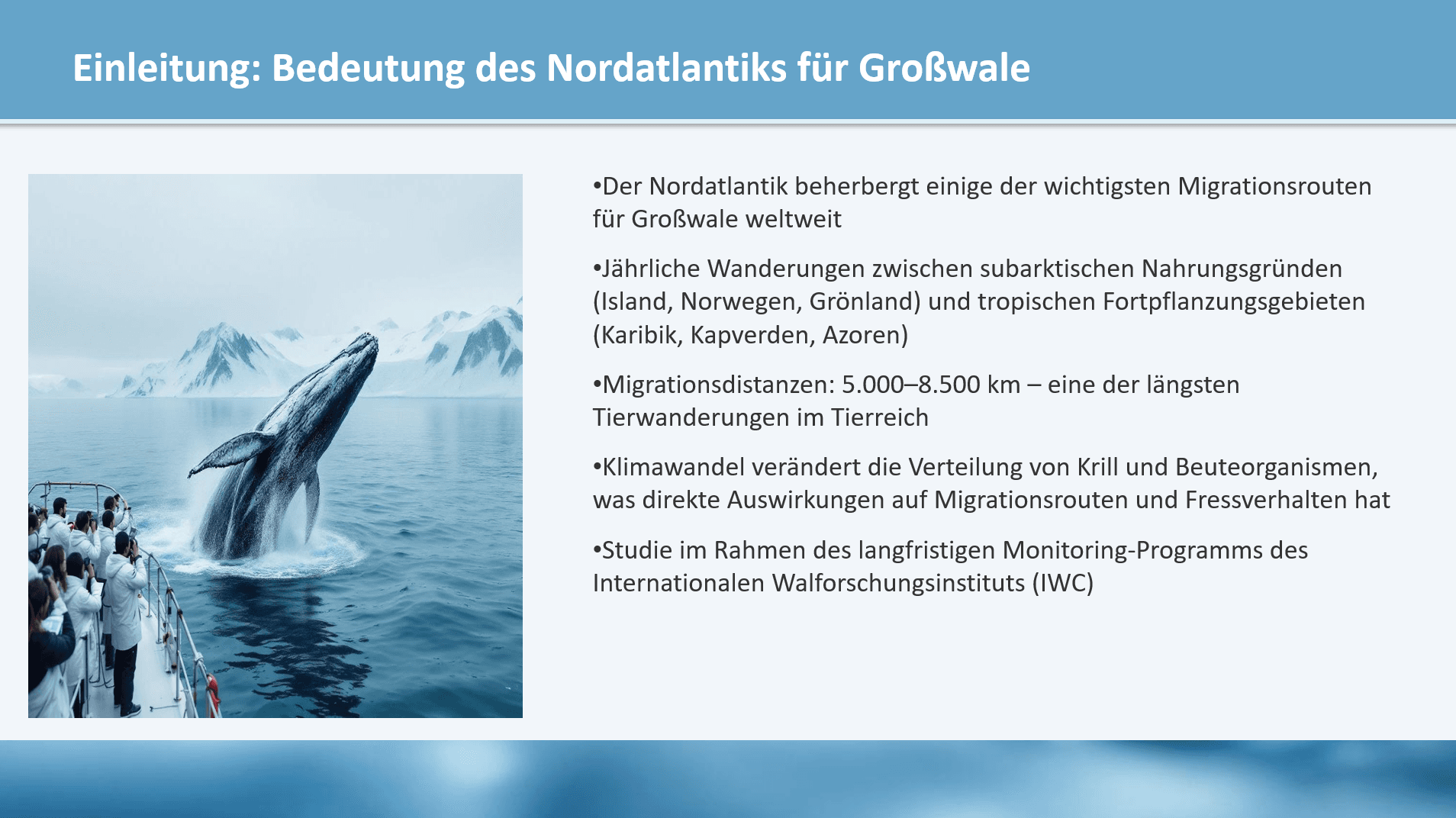 Migrationsmuster der Großwale im Nordatlantik — Folie 2
