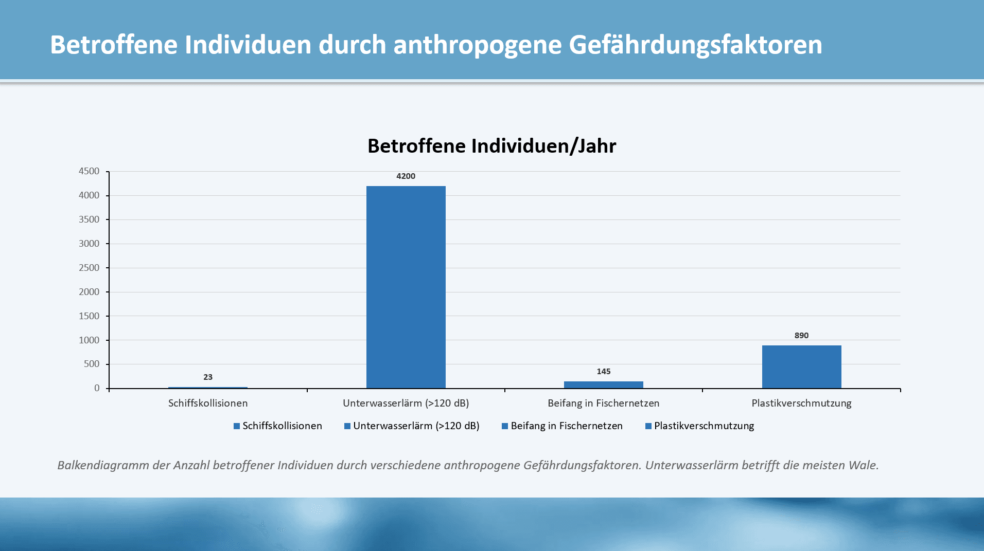 Migrationsmuster der Großwale im Nordatlantik — Folie 3